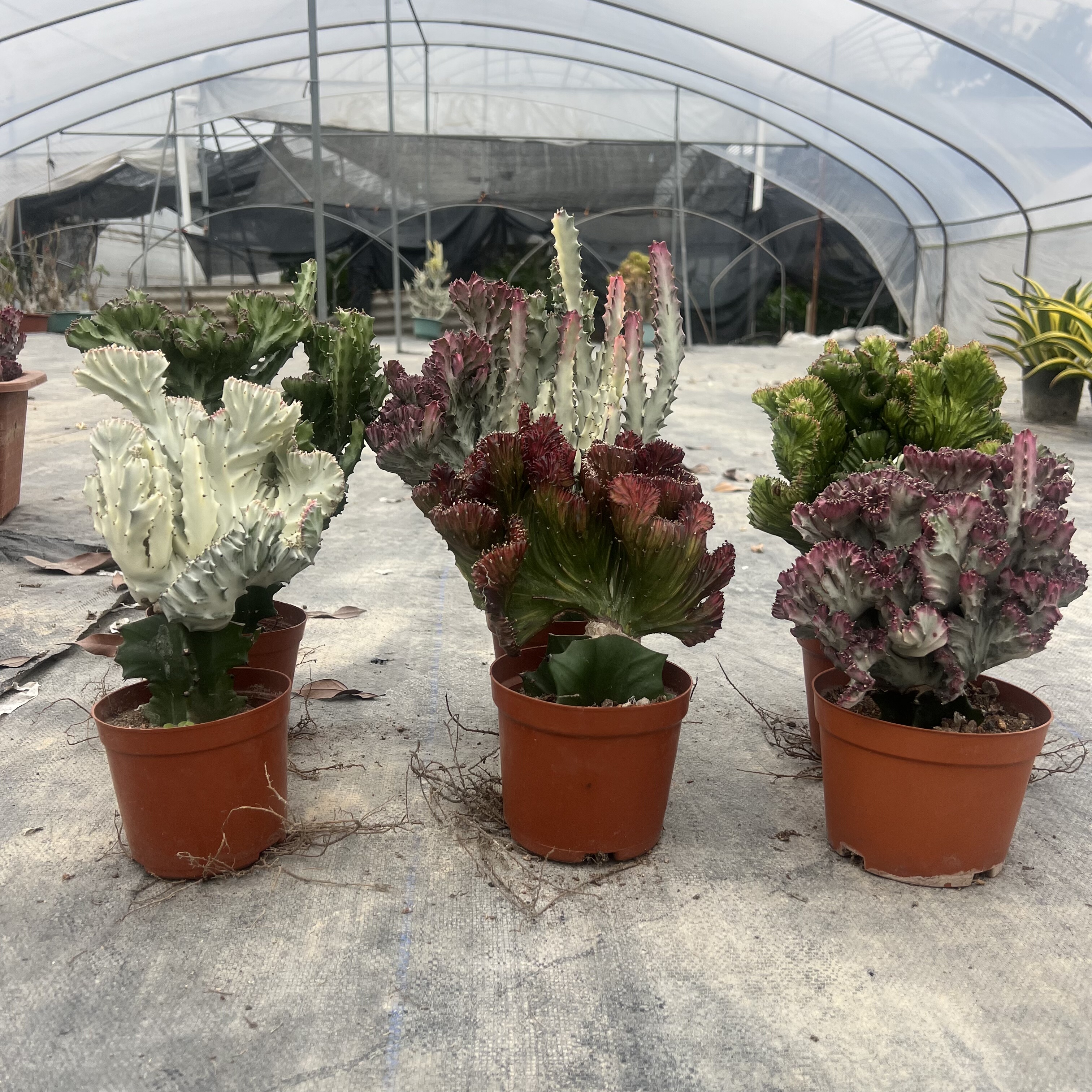 彩春峰麒麟掌嫁接多款多肉植物室多肉植物