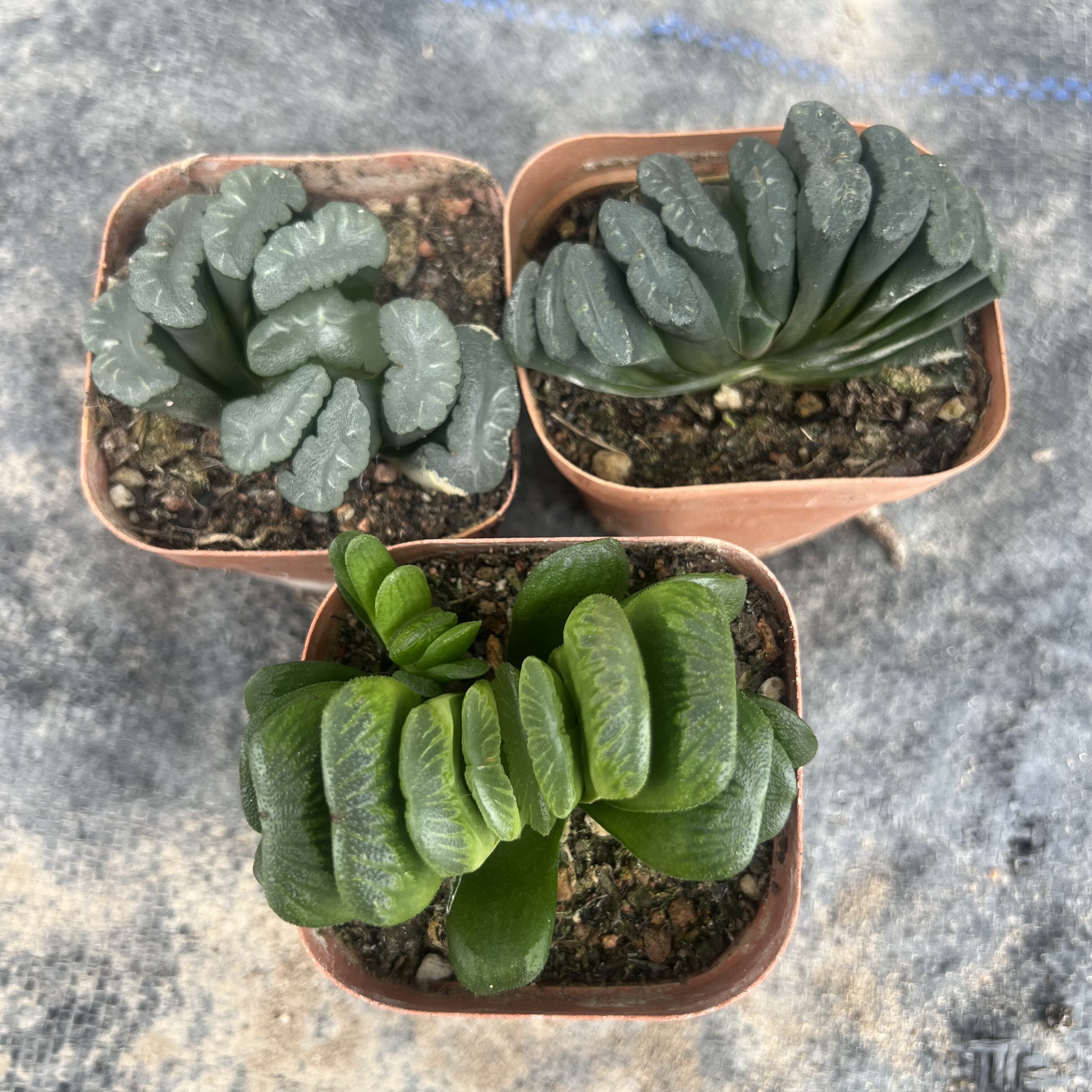 实生多款组合黑肌玉露寿十二卷多肉植物室内盆栽花卉盆景景观搭配