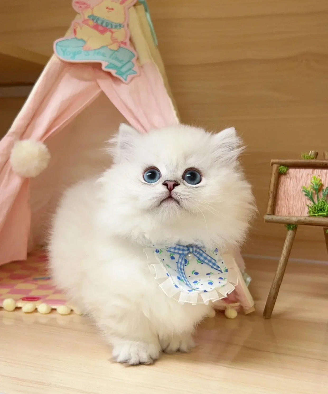 纯种银点金吉拉猫幼猫纯白拿破仑矮脚短腿长毛宠物舍猫咪活物领养