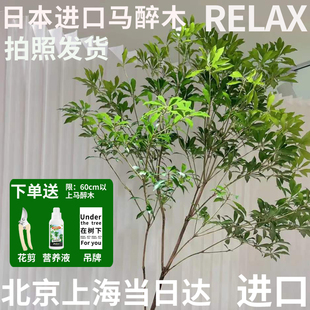 半夏森林日本进口马醉木鲜切枝水培超级植物中秋节鲜切花 进口