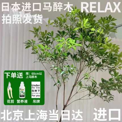 【顺丰特快】半夏森林日本进口马醉木鲜切枝水培超级植物鲜花绿植