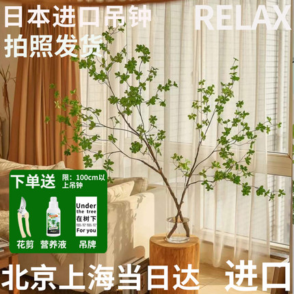 【顺丰特快】半夏森林日本进口吊钟鲜切枝鲜花绿植水培超级植物
