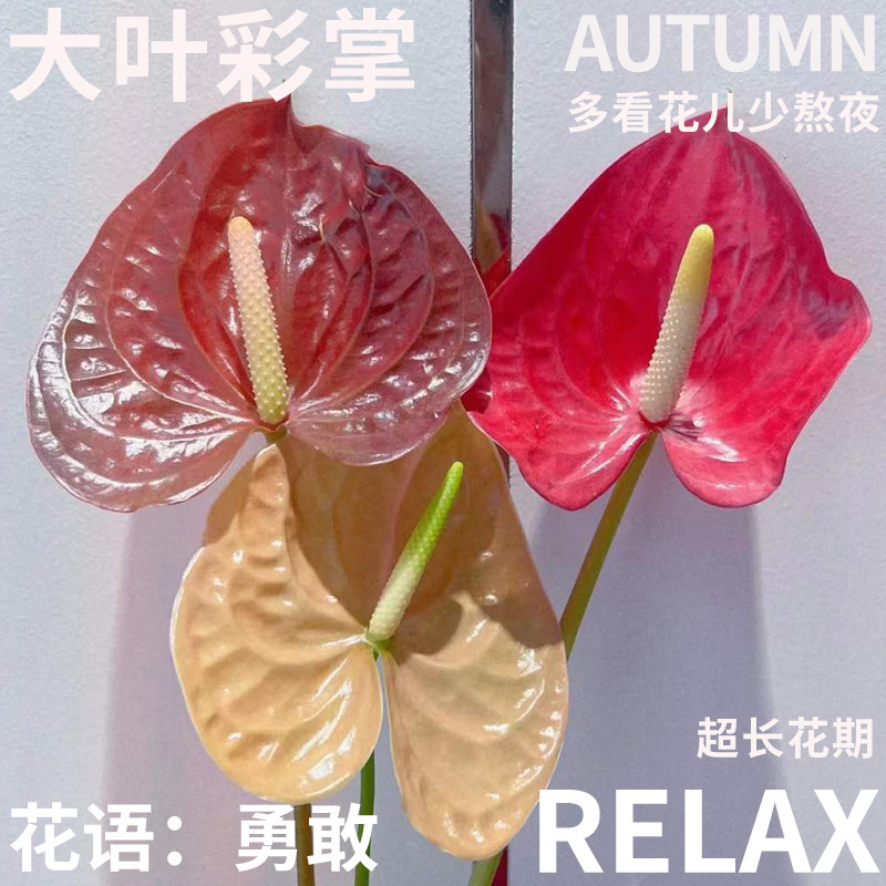年宵花北京同城闪送鲜花