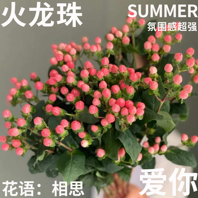 半夏森林3朵相思豆北京同城