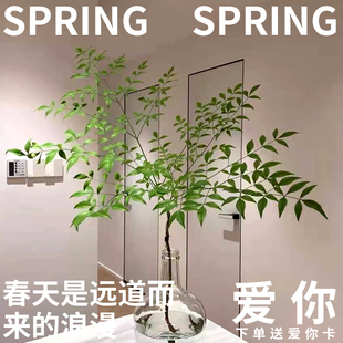 半夏森林非进口大束南天竹鲜切花桌面植物520鲜花礼物北京同城