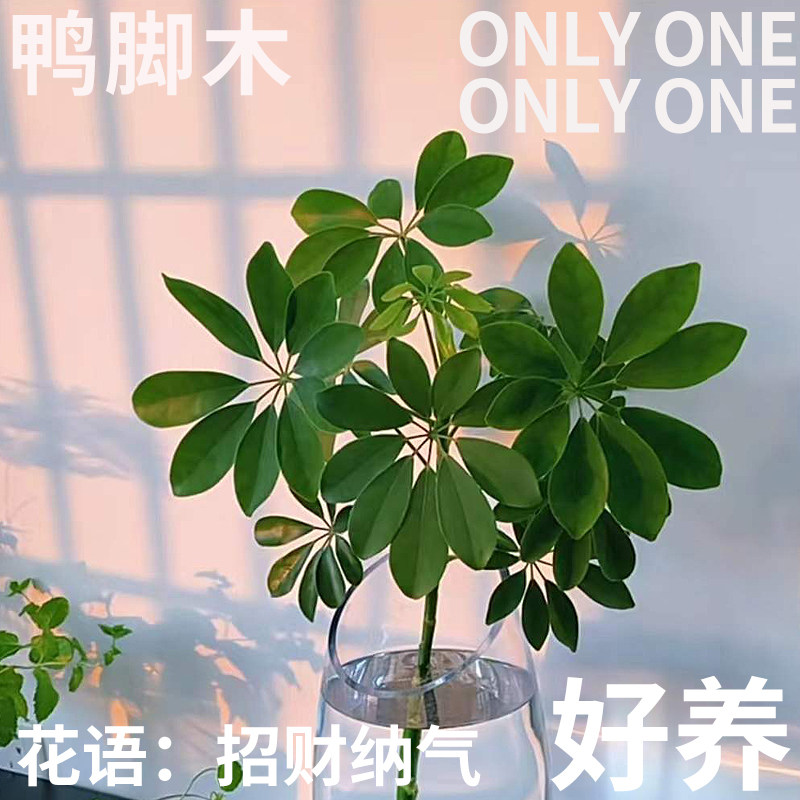 半夏森林鲜切花叶鸭脚木桌面鲜花水培植物送女友花卉材北京同城