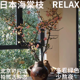 半夏森林日本海棠鲜切枝室内水养伴手礼节日礼物顺丰同城绿植鲜花