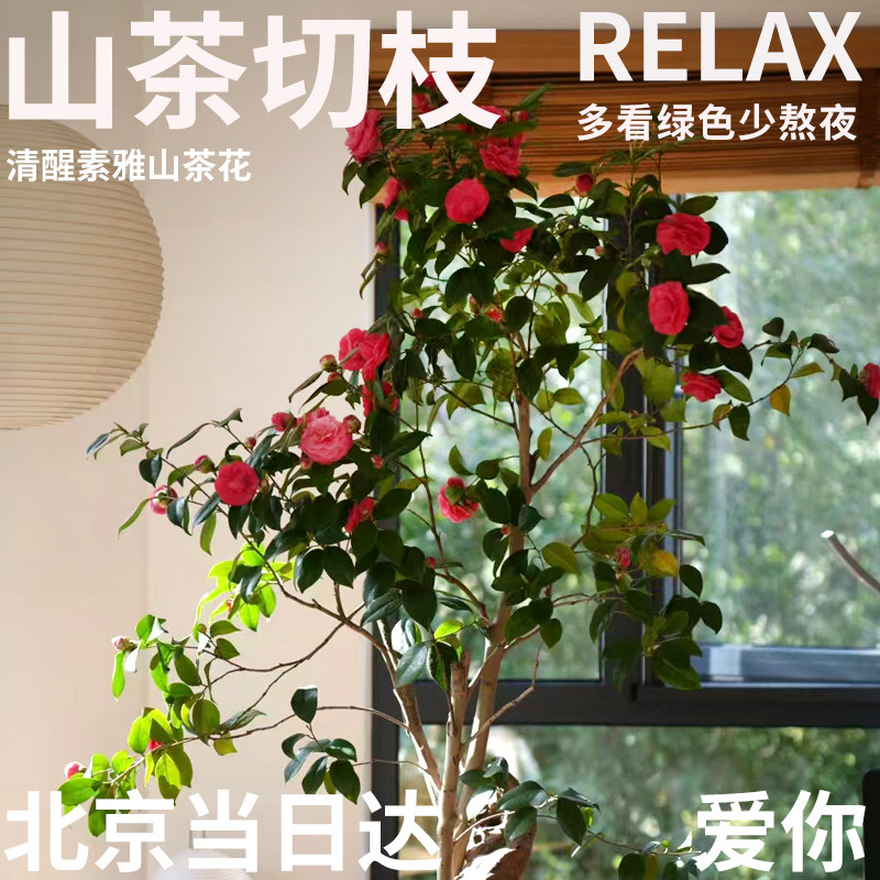 半夏森林大枝山茶花大型水培超级鲜花速递(同城)