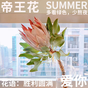 半夏森林南非进口帝王公主花植物客厅家居摆件ins鲜切花北京同城