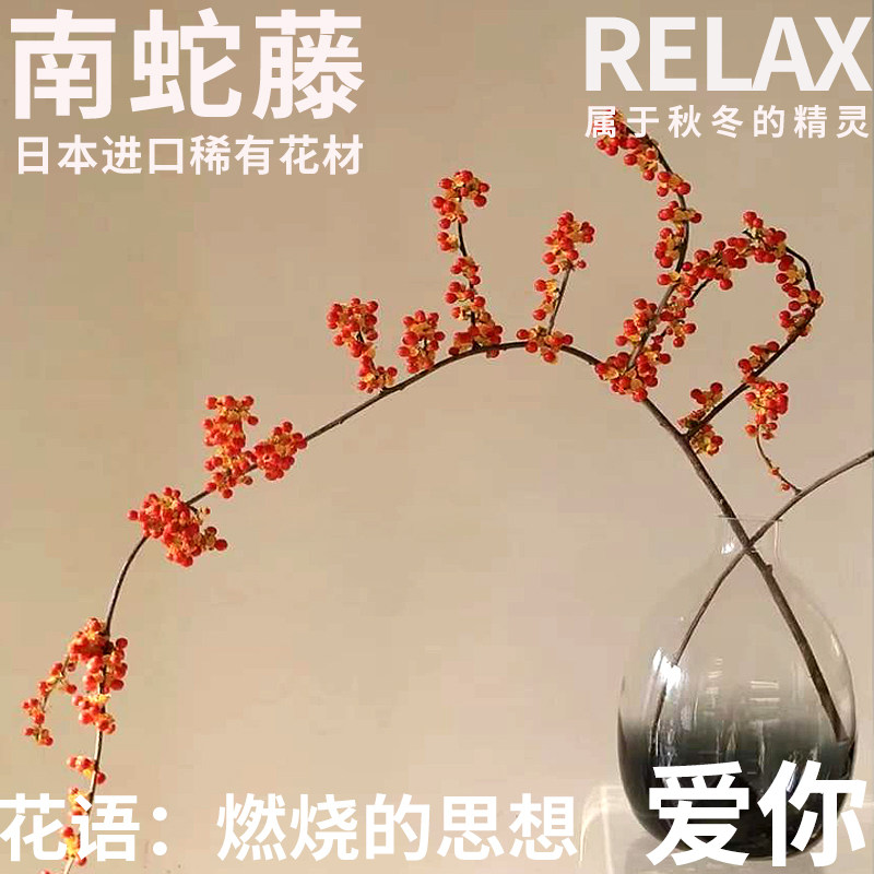 半夏森林日本进口南蛇藤干枝条奢侈超级植物绿植系列高档圣诞花材