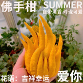 半夏森林金色佛手柑自带清香金华现摘水养鲜切花桌花绿植北京同城