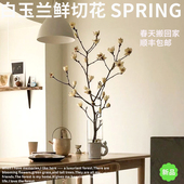 半夏森林白玉兰鲜切枝生活鲜花水培室内母亲节超级植物北京发货