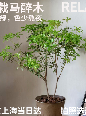 半夏森林马醉木盆栽超级植物真树室内花材非日本进口桌面懒人绿植