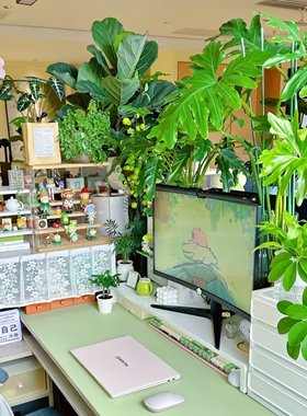半夏森林巨大水培春羽设计师款多分枝超级植物鲜花绿植懒人植物