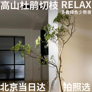 半夏森林大枝高山杜鹃鲜切枝景观长花期绿植超级植物鲜花北京同城