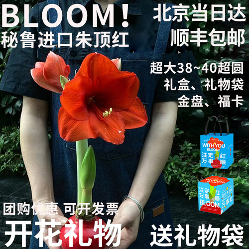 北京同城荷兰进口蜡球朱顶红闪送