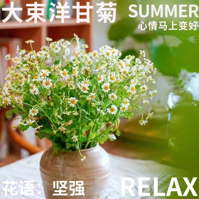半夏森林大束洋甘菊鲜切花现摘水养水培植物桌花北京同城顺丰发出