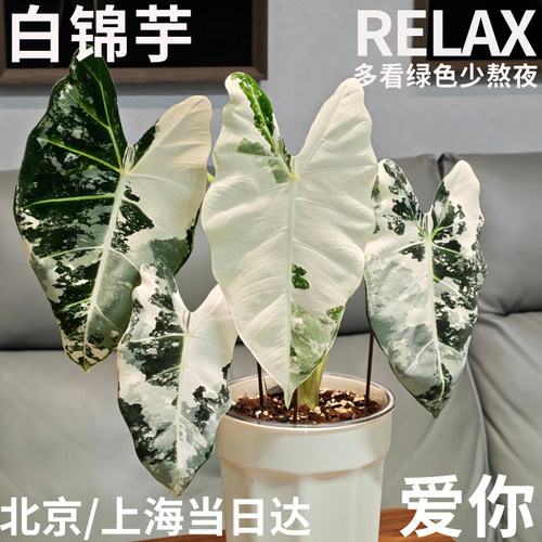 半夏森林白锦芋稀有软装绿植