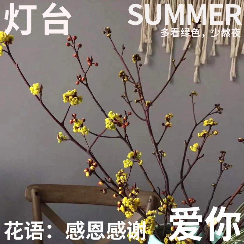 半夏森林灯台鲜切花ins风装修软装绿植水培家居植物母亲节鲜花礼