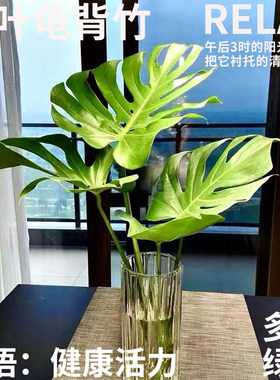半夏森林好养的龟背竹北京当日达