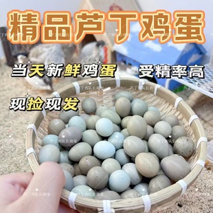 芦丁鸡受精可孵化蛋网红迷你宠物鸡蛋纯白礼服德系卢丁鸡蛋受精卵