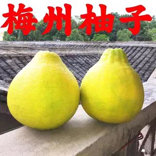 【小柚子50斤特惠】正宗广东梅州沙田柚50年老树太阳日灼果纯甜柚