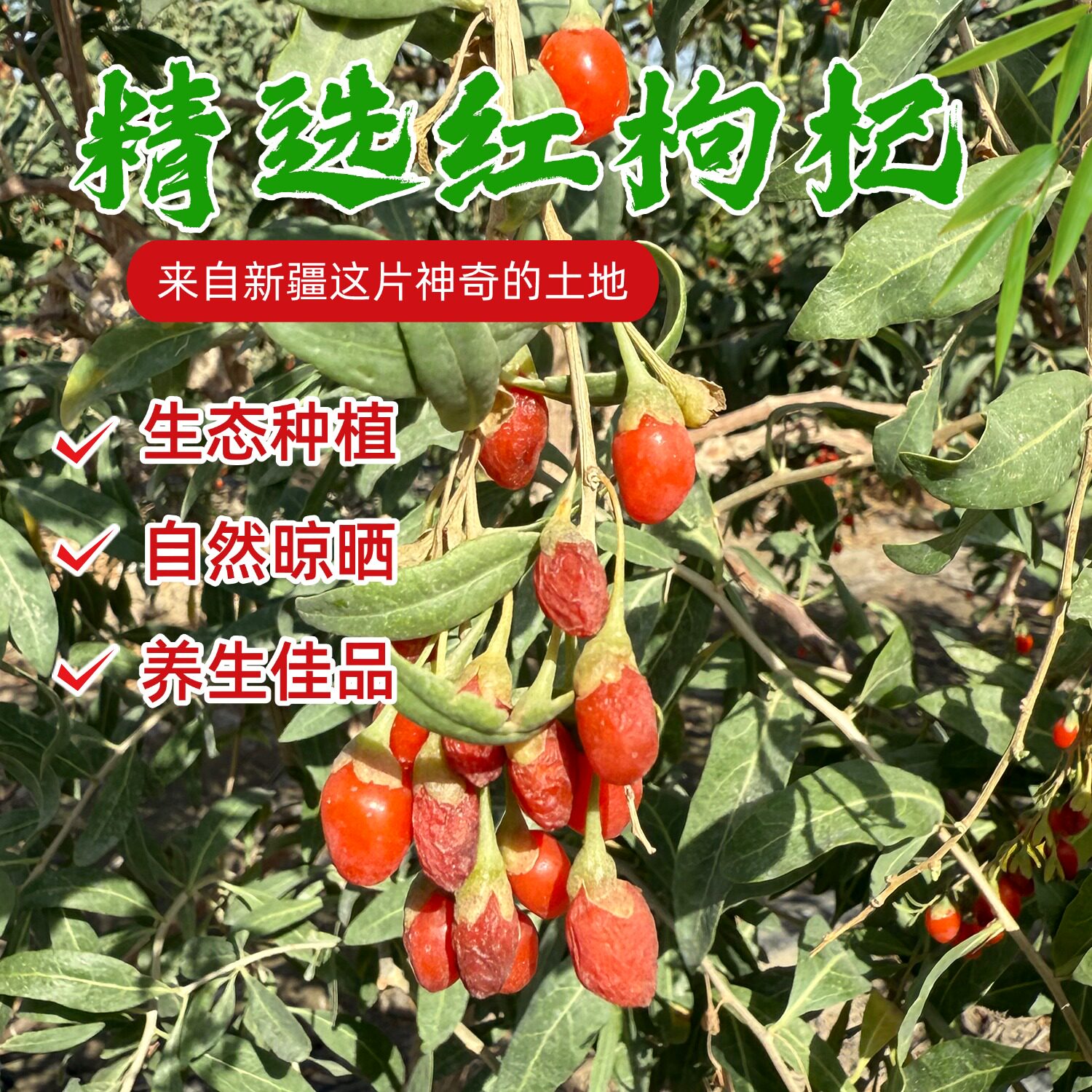 新疆若羌红枸杞干古法种植无硫无食用碱泡酒泡茶煲汤大果干枸杞子