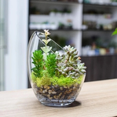 透明玻璃花瓶多肉植物栽培人工吹制玻璃容器微景观制作