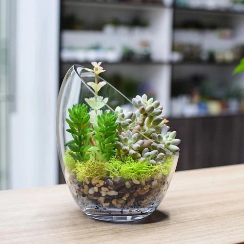 透明玻璃花瓶多肉植物栽培人工吹制玻璃容器微景观制作