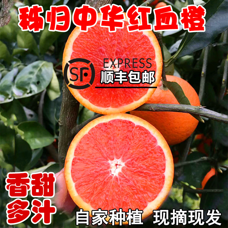 秭归血橙橙子新鲜10斤大果水果当季整箱湖北红肉雪橙红心中华红橙