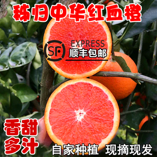 秭归血橙橙子新鲜10斤大果水果当季整箱湖北红肉雪橙红心中华红橙