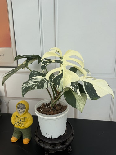 白怪兽龟背竹 密叶猴耳环观叶绿植客厅 阳台 盆栽植物
