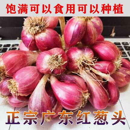 正宗新鲜红葱头红皮干香葱头种子食用香料广东四川红葱头葱油