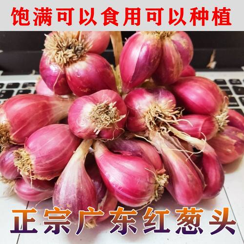 10斤正宗新鲜红葱头食用