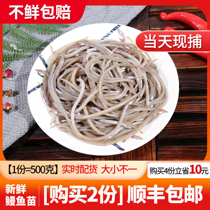 渔民的孩子每日现捕新鲜海捕海鲜水产软骨鳗鱼苗小鳗仔油鳗鱼500g