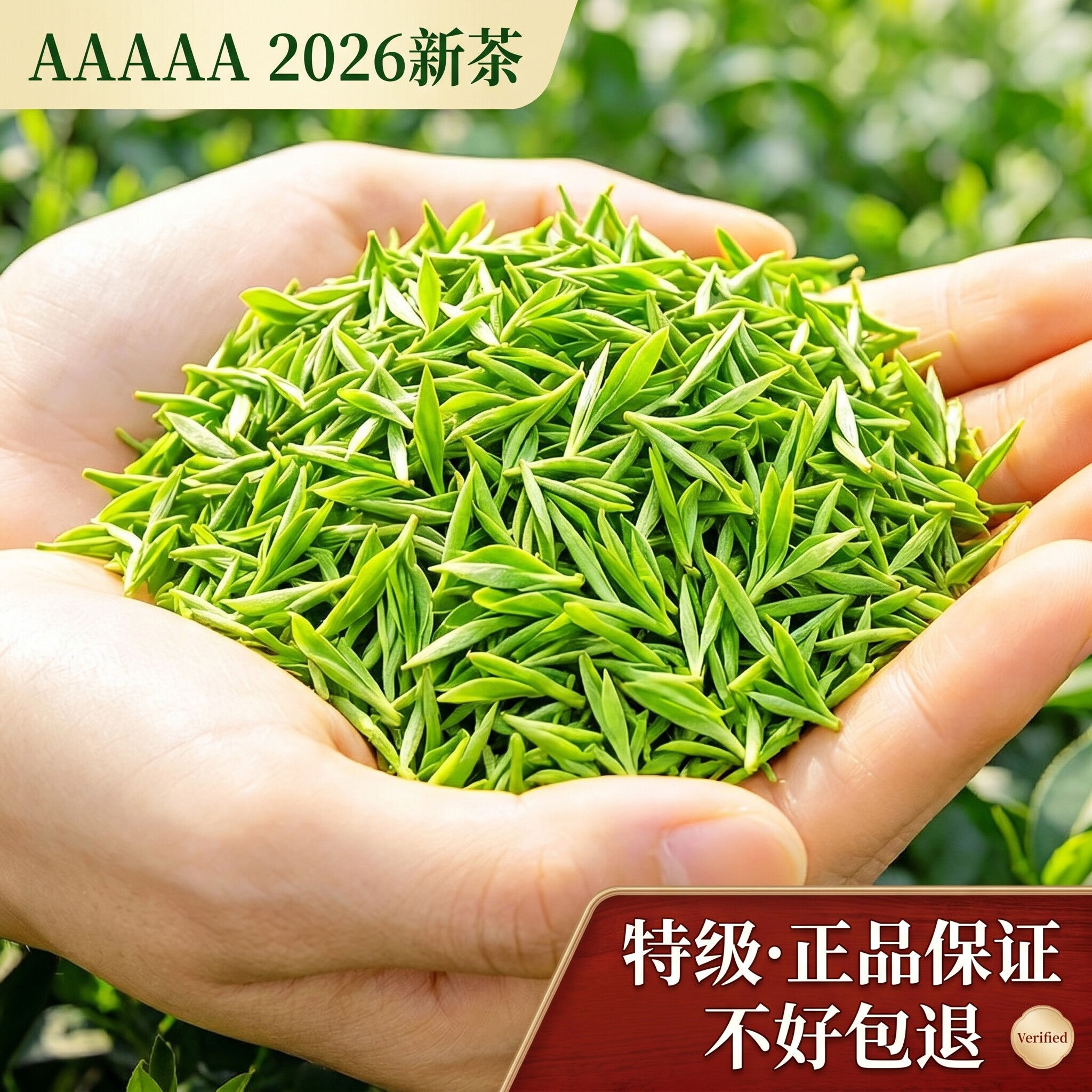 【嫩芽白茶浓香型】安吉产2026新茶一芽一叶头春头采6A高档罐装