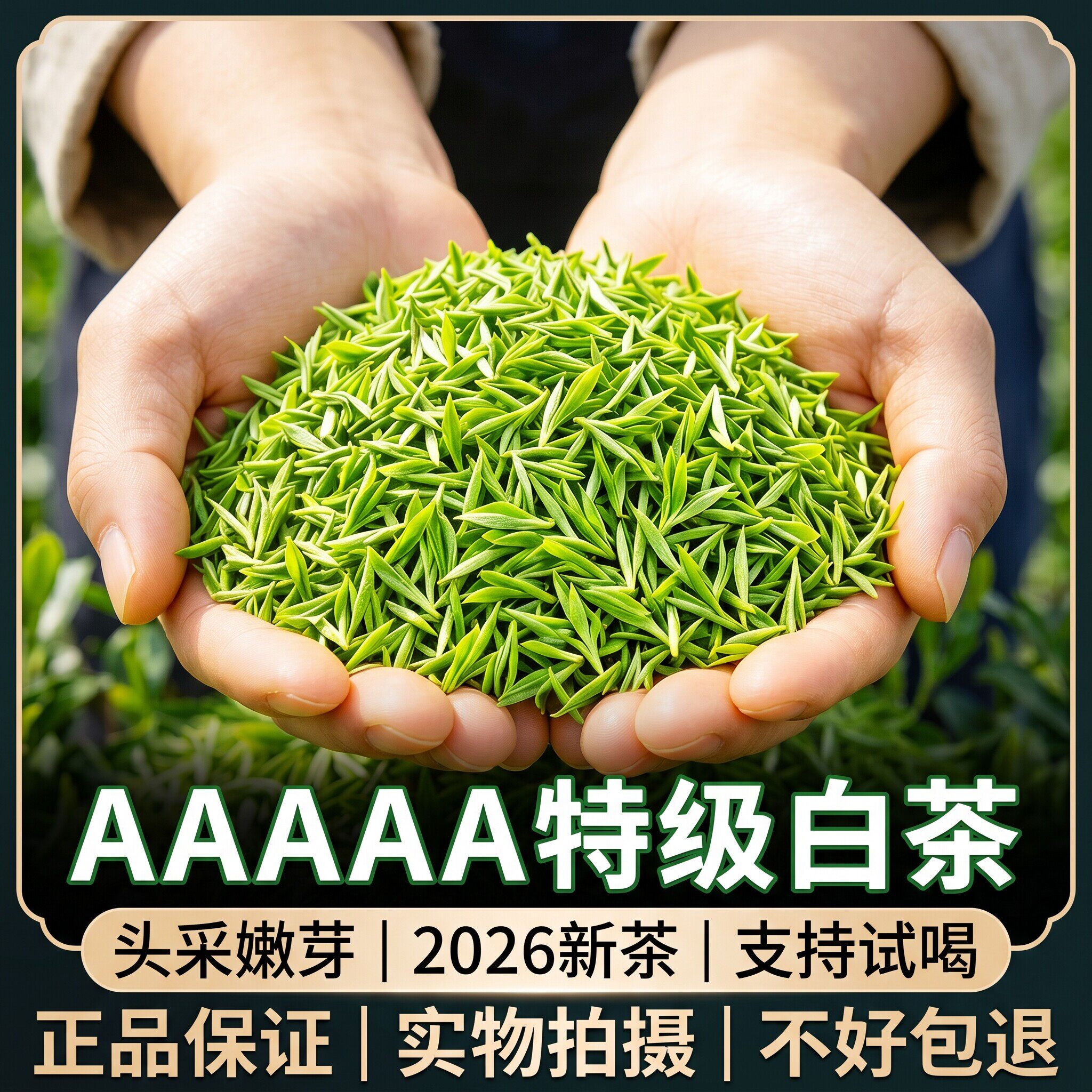 【安吉云顶白茶小嫩芽】2026新茶春茶明前头采正宗毛尖绿茶兰花香