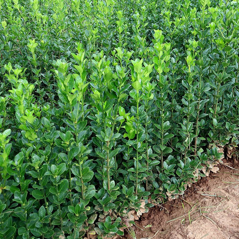 北海道黄杨大叶法国冬青围墙绿化别墅庭院栅栏篱笆树苗四季青小苗