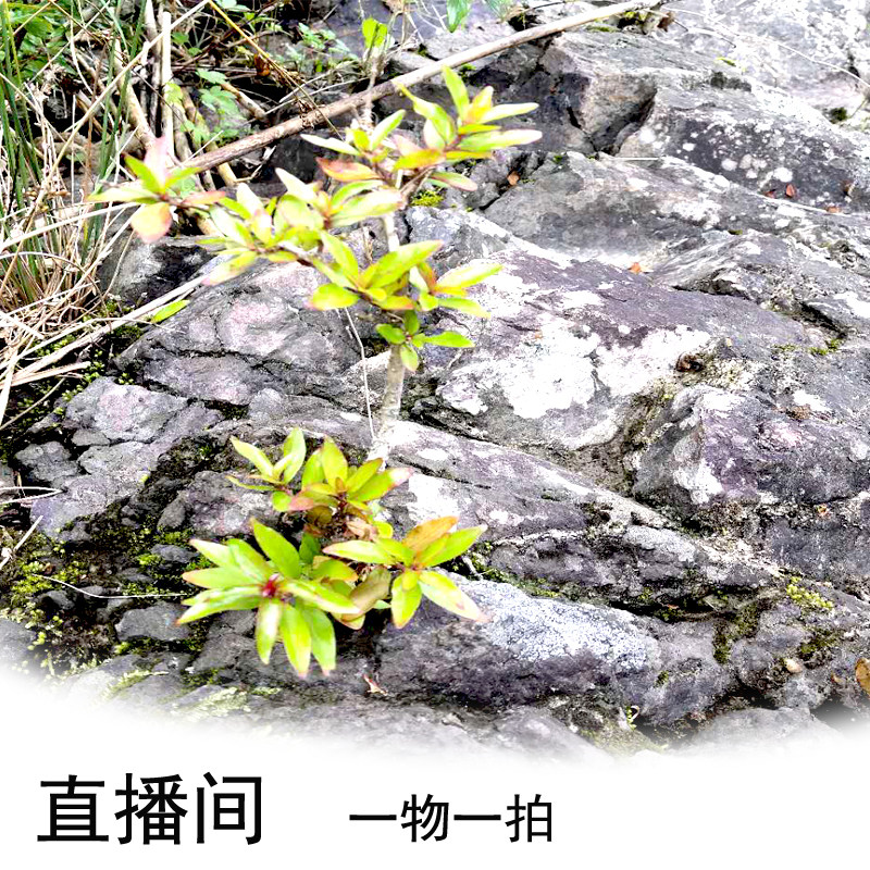 淘宝直播专拍差价链接 水杨梅黄荆老鸭乌饭各种老桩盆景直播看货