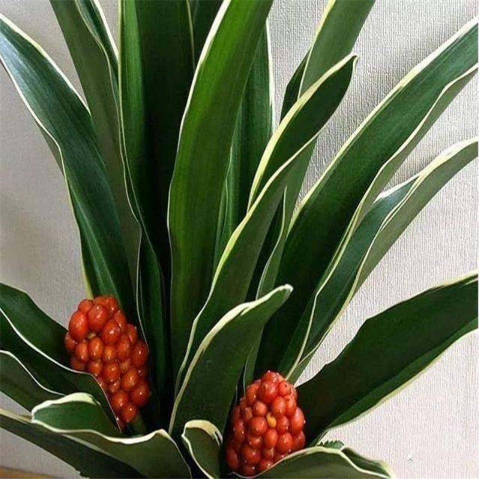 乔迁新婚万年青地栽金边青叶四季常青绿植花卉室内植物