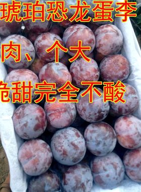 紫琥珀恐龙蛋黄肉李子新鲜水果