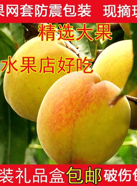 锦绣黄桃新鲜水果炎陵桃子毛桃