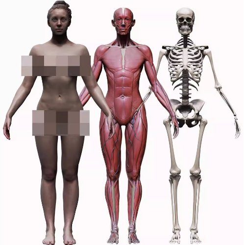 3D男女人体肌肉骨骼模型FBX、obj、ZB、STL格式（只有皮肤贴图）
