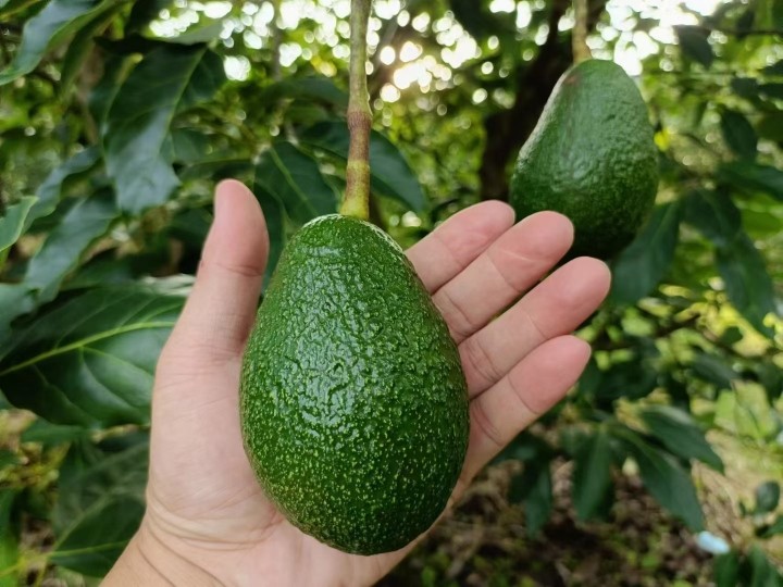 牛油果国产哈斯鳄梨新鲜水果15枚云南即食正当季熟透酪梨整箱包邮