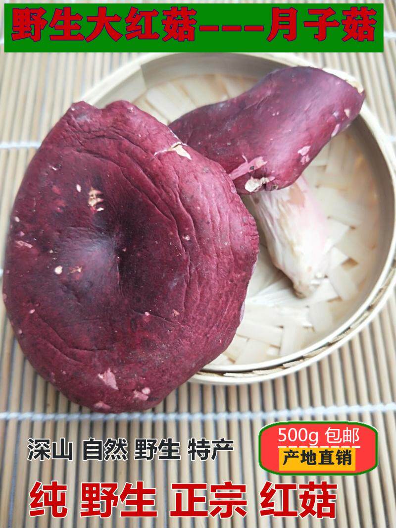 今年新货大红菇孕妇月子菇红椎菌正宗红蘑菇干货特产500g包邮