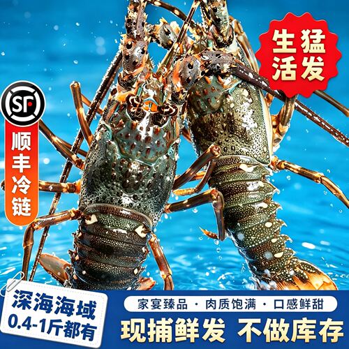 【顺丰到家】鲜活小青龙活体发货澳洲龙虾鲜活海鲜水产大青龙满膏