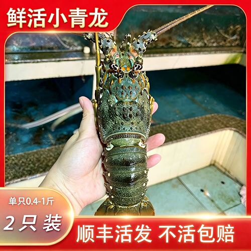 【顺丰到家】鲜活生猛大青龙虾新鲜小青龙澳洲充氧海鲜活龙虾刺身