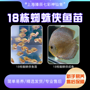 18栋蜘蛛侠七彩神仙鱼苗热带观赏鱼种鱼中小型活体淡水鱼渔场直销