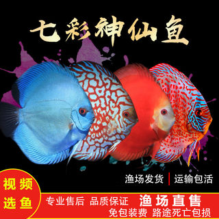 精品七彩神仙鱼观赏鱼热带鱼中小型活体淡水鱼七彩鱼包活渔场直售