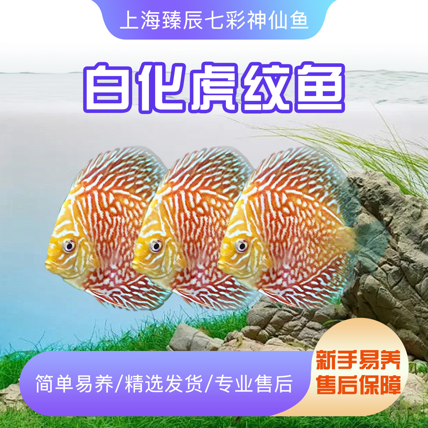 白化虎纹七彩神仙鱼热带观赏鱼